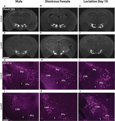 Dissociated Pmch and Cre Expression in Lactating Pmch-Cre BAC Transgenic Mice